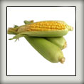 CornFrm
