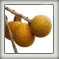 Longan
