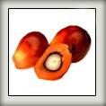 OilPalm