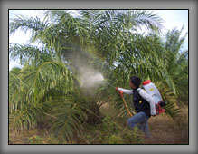 OilPalm04