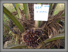 OilPalm05