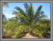 OilPalm07