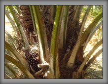 OilPalm09