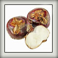 ChestNut0