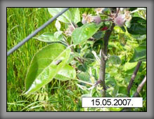 vrste_08_04a