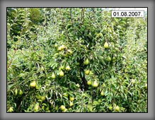 vrste_09_05a