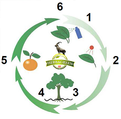 herbagreen cycle